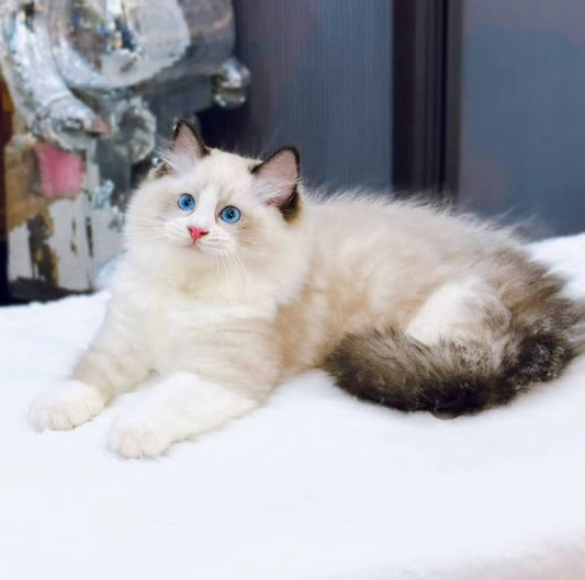 Ragdoll