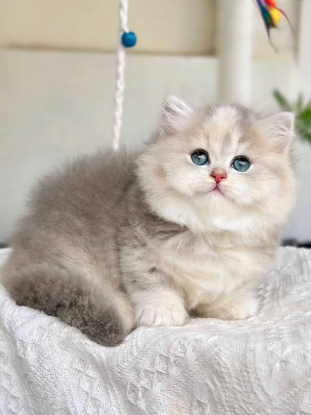 Munchkin Longhair