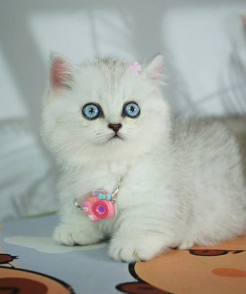 Munchkin
