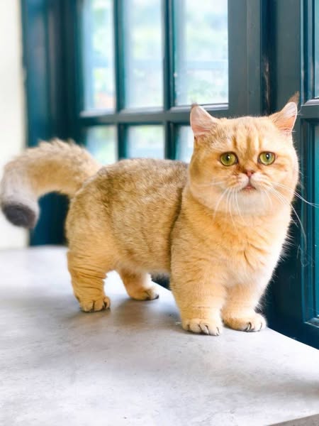 Munchkin