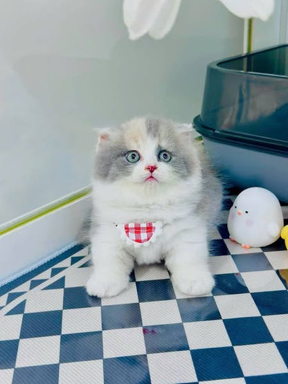 Munchkin Fold Longhair