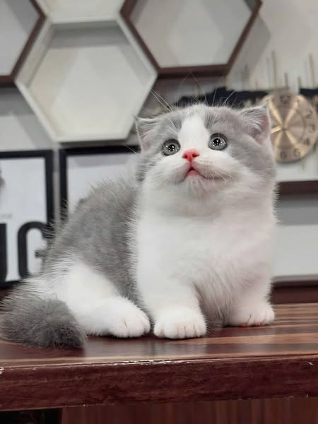Munchkin Fold