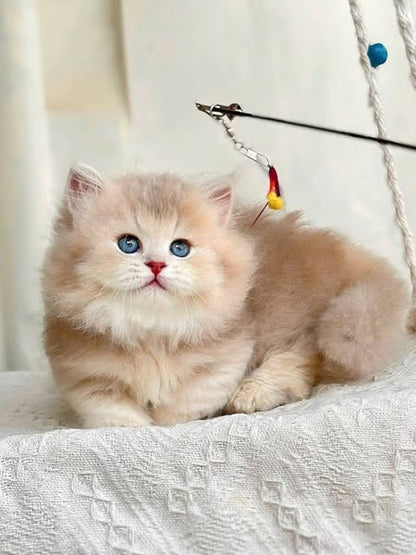 Munchkin Longhair