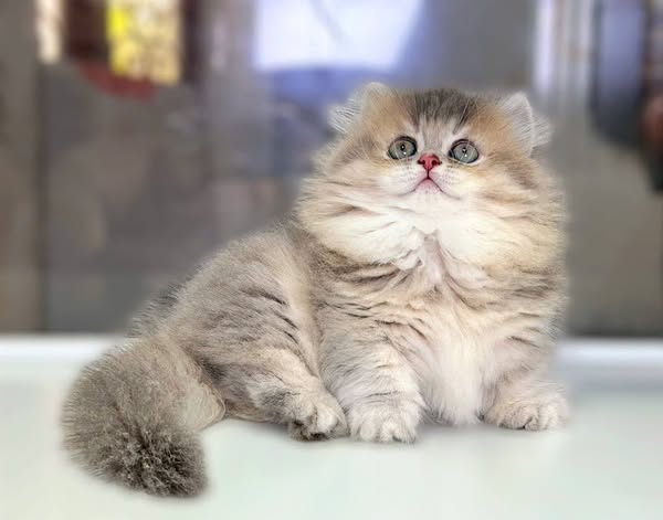 Munchkin Longhair
