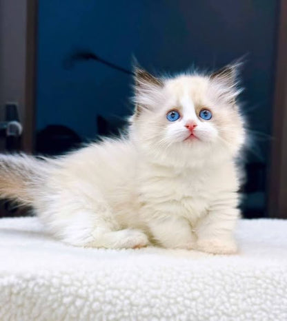Munchkin Ragdoll