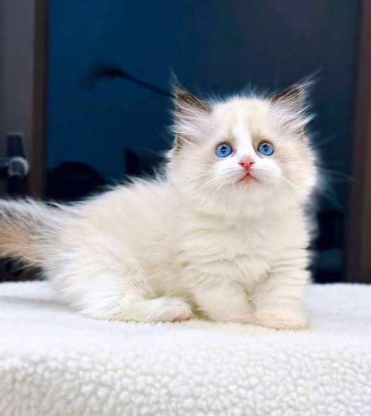 Munchkin Ragdoll