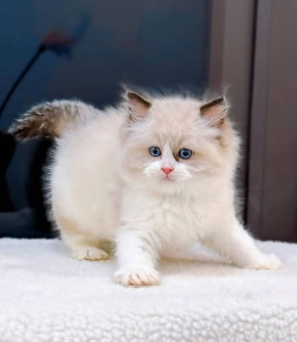 Ragdoll