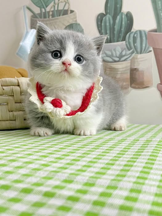 Munchkin