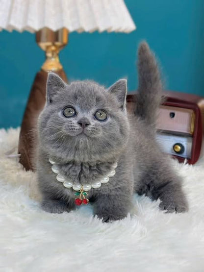 Munchkin