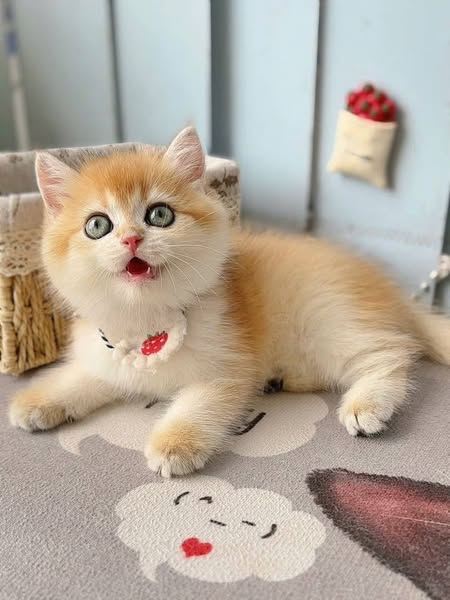 British Shorthair