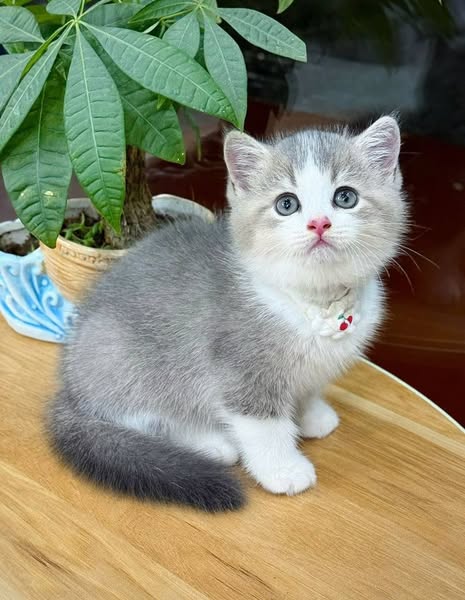 British Shorthair