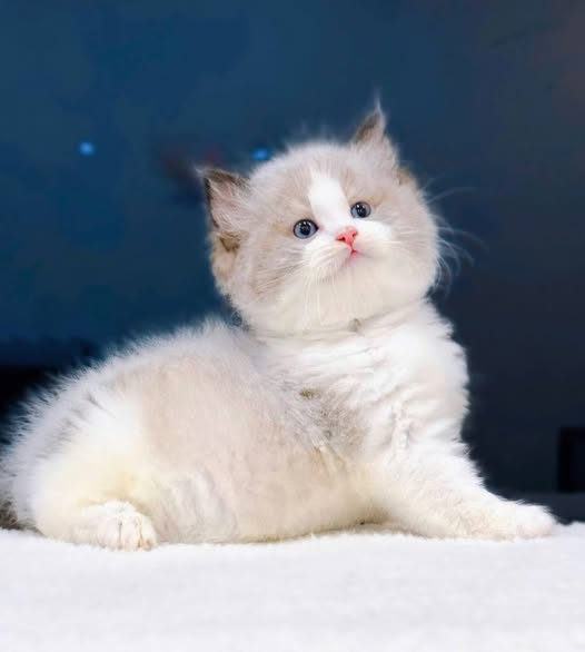 Ragdoll