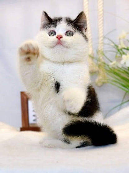 British Shorthair
