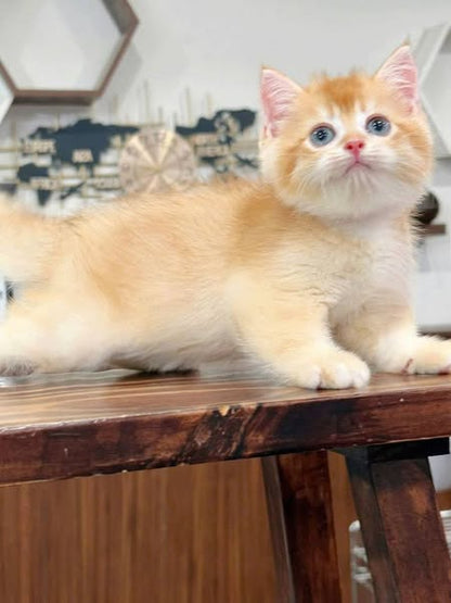 British Shorthair