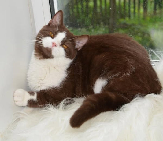 British Shorthair