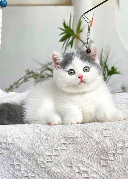 Munchkin
