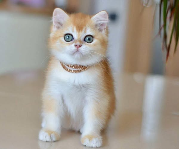 British Shorthair
