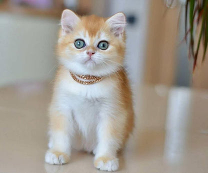 British Shorthair