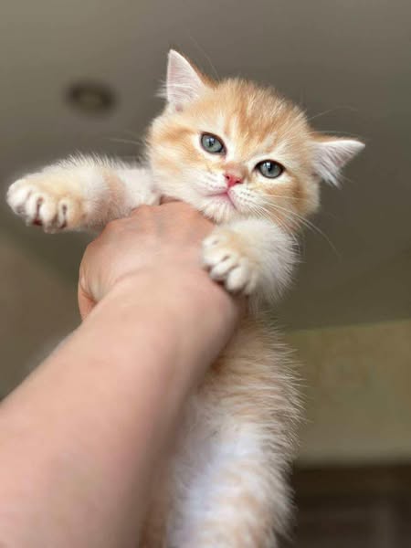 British Shorthair