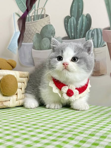 Munchkin