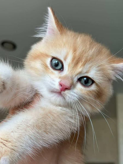 British Shorthair