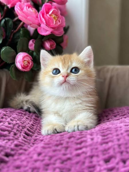 British Shorthair