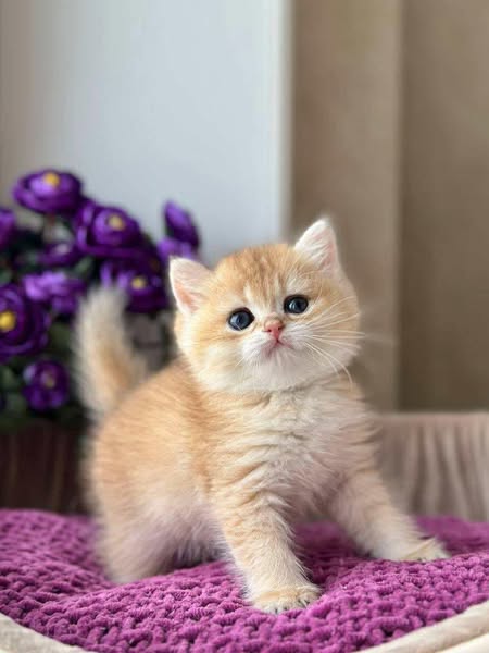 British Shorthair