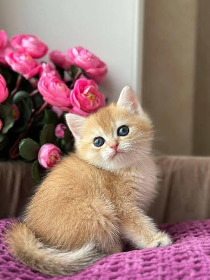 British Shorthair