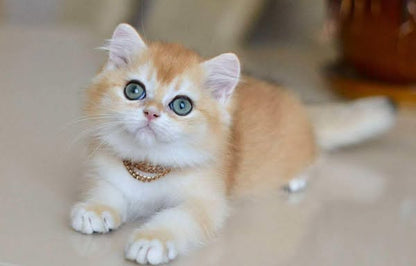 British Shorthair