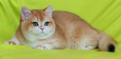 British Shorthair