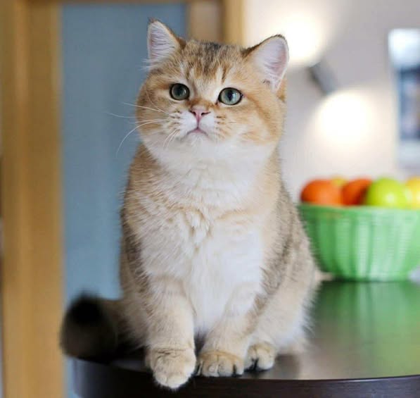British Shorthair