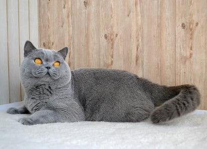 British Shorthair