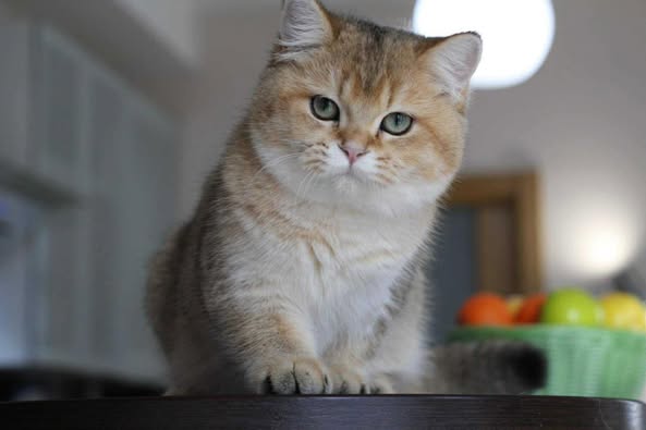 British Shorthair