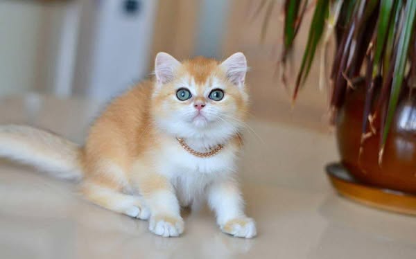 British Shorthair