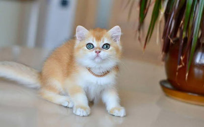 British Shorthair