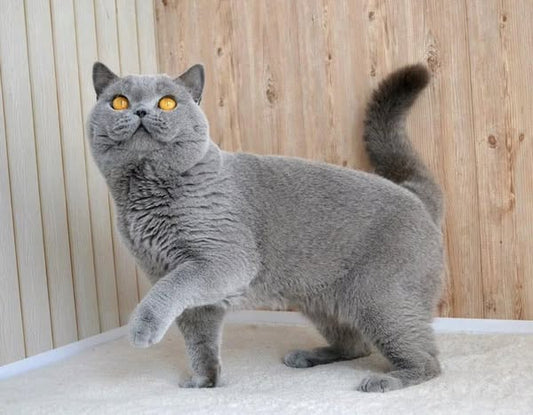 British Shorthair