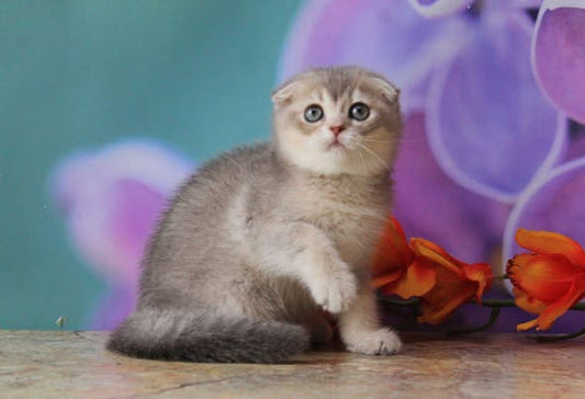 Scottish Fold