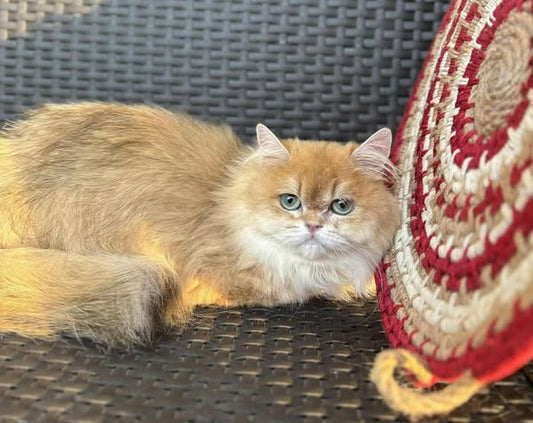 British Longhair