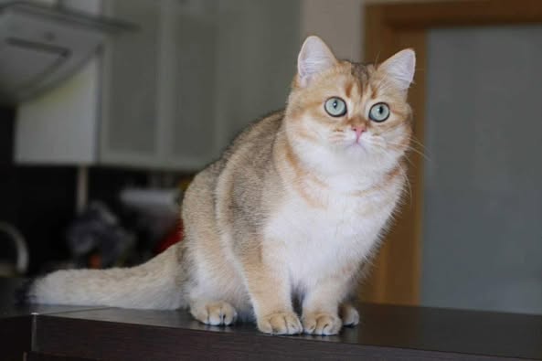British Shorthair