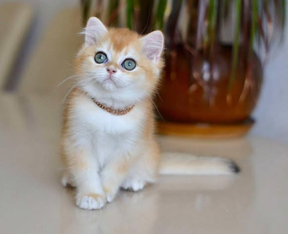 British Shorthair