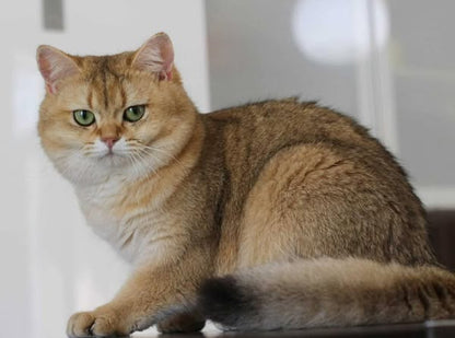 British Shorthair