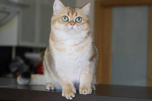 British Shorthair