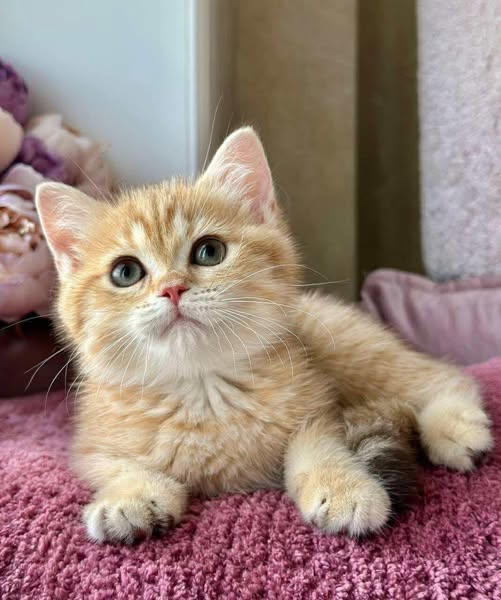 British Shorthair