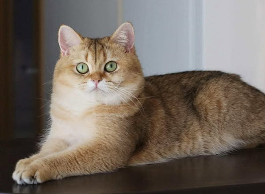 British Shorthair