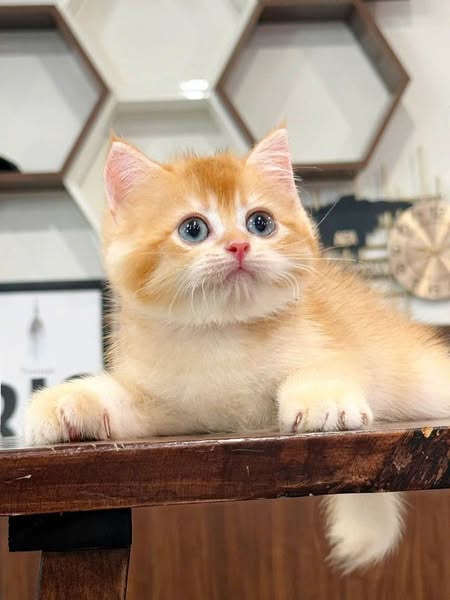 British Shorthair