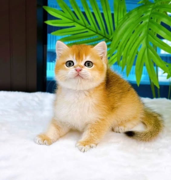British Shorthair