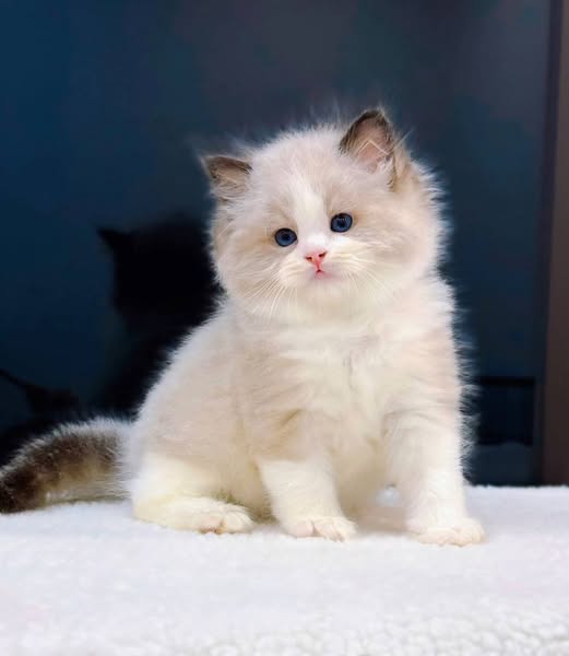 Ragdoll