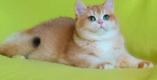 British Shorthair