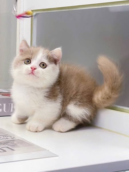 Munchkin