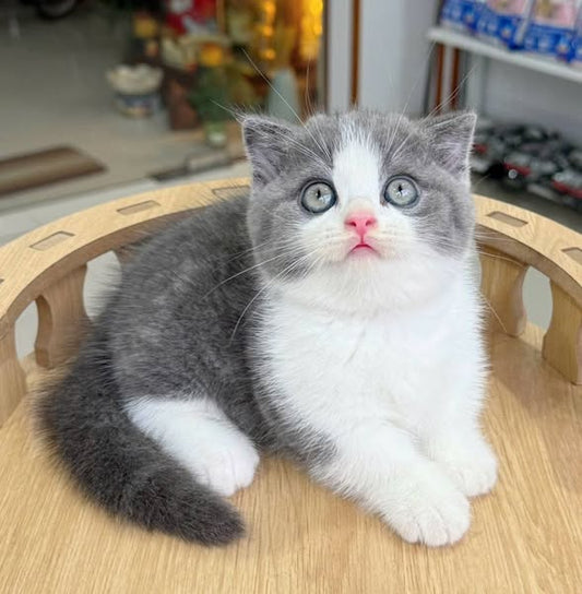 Munchkin